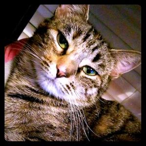 Meet your Posher, Eye envy